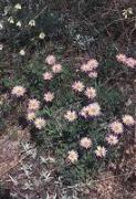 Aster tataricus 